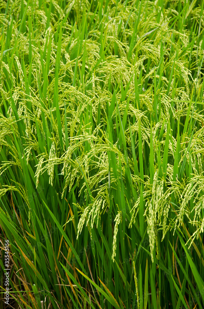 Spike in thai farm rice