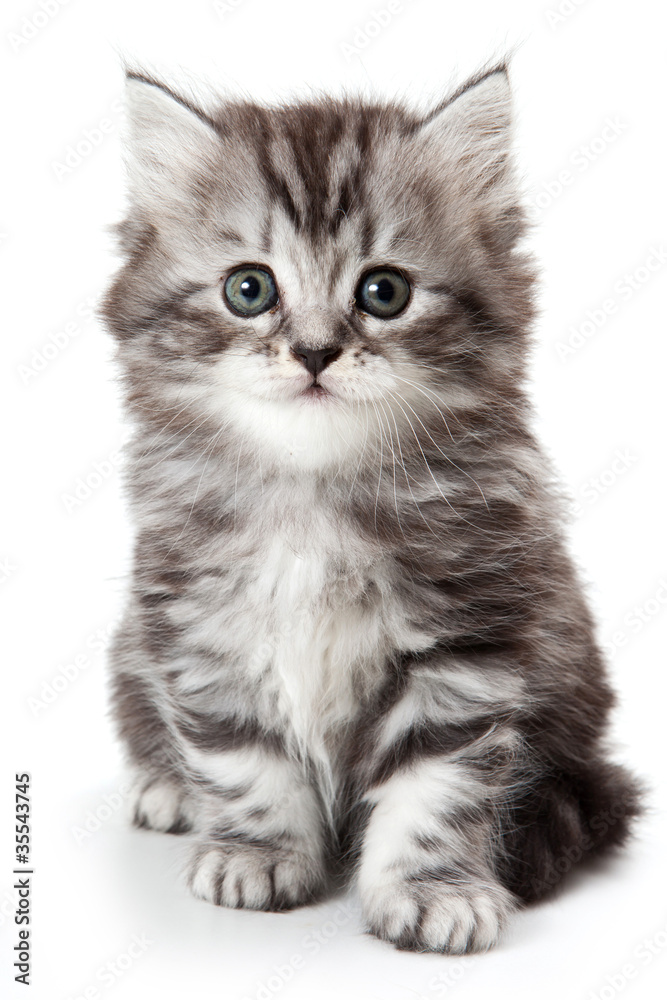 Fototapeta premium Grey kitten isolated on white