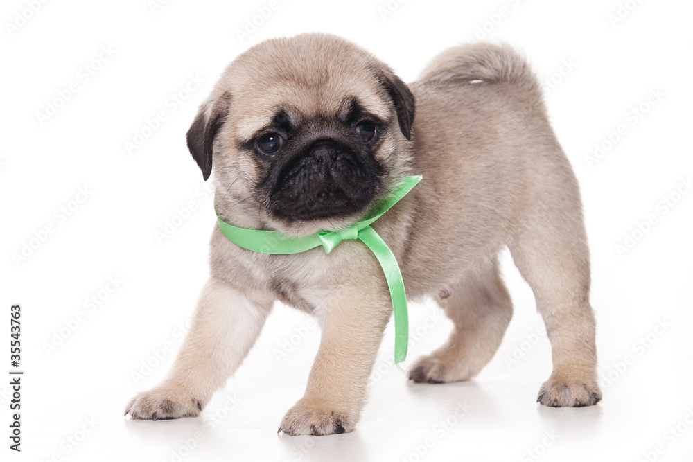 Fototapeta premium Pug puppy on white background