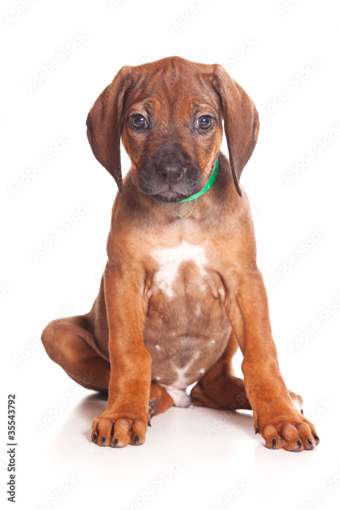 Ridgeback isolated on white Ridgeback isolated on white