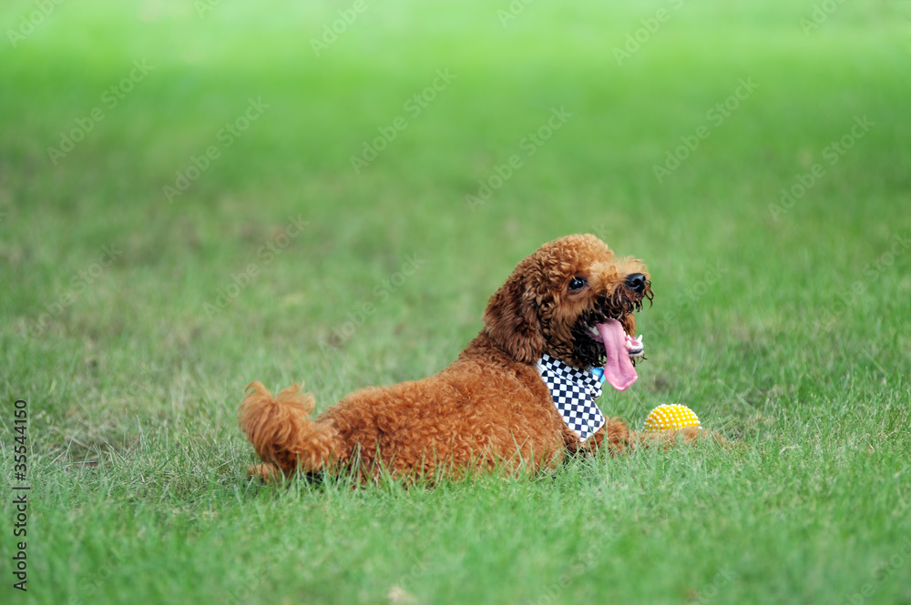 Poodle dog Poodle dog