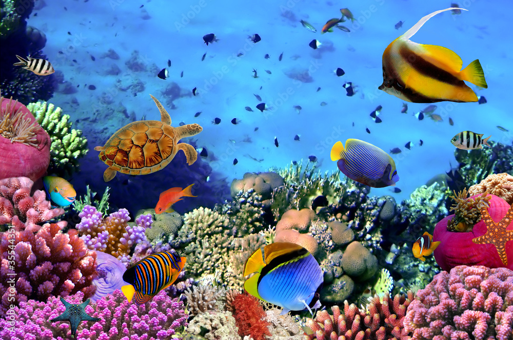 Obraz Fotografia koralowa kolonia na rafie, Egipt