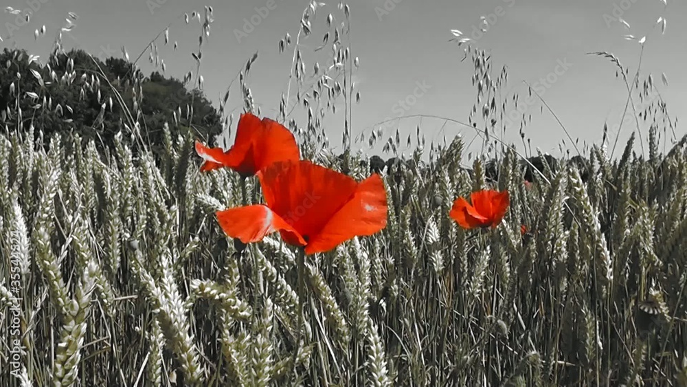 Coquelicots dans un champ de blés