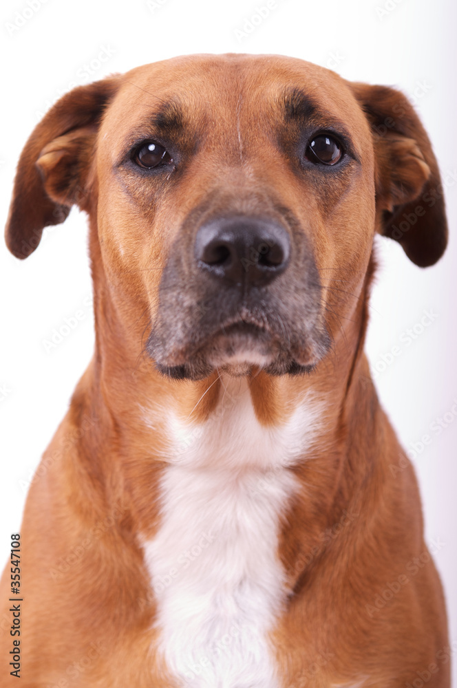 Boxer Hovawart Mix Boxer Hovawart Mix