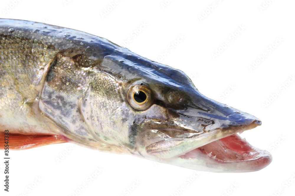 jaws of a pike jaws of a pike