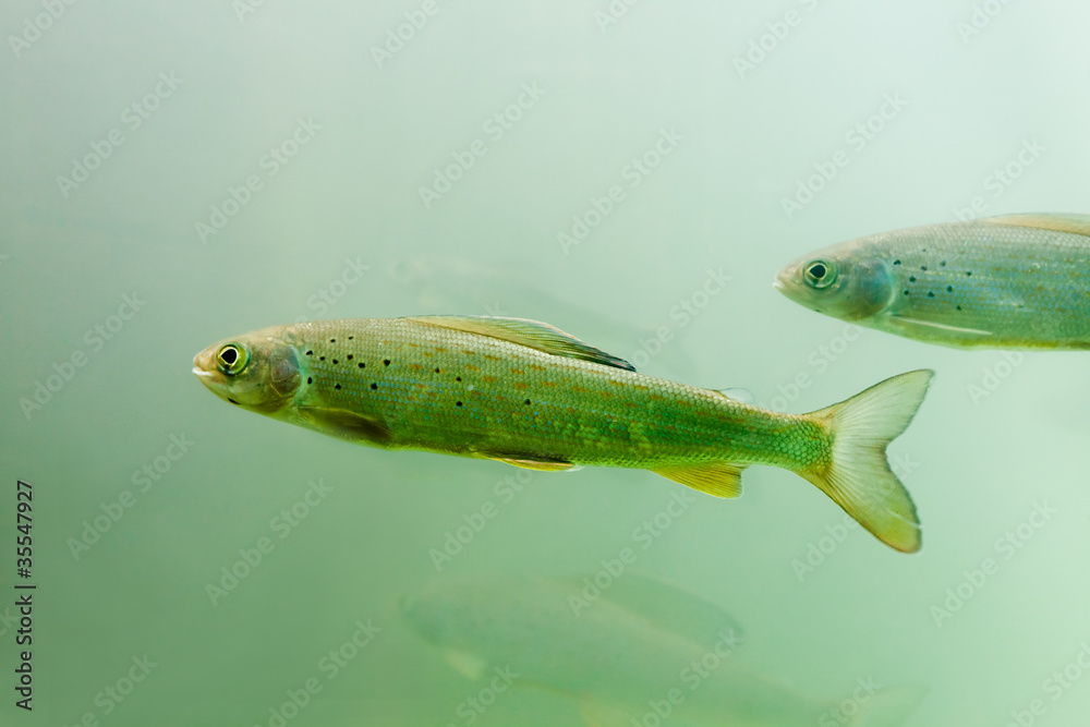 Shoal of Arctic Grayling (Thymallus arcticus) Shoal of Arctic Grayling (Thymallus arcticus)