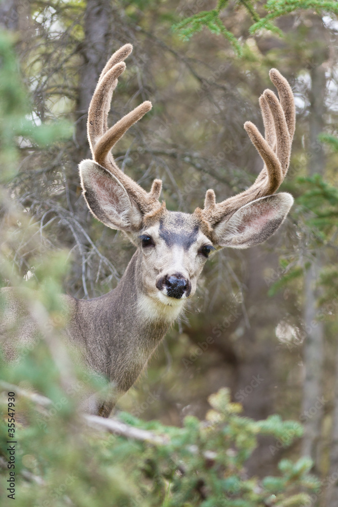 Portrait of mule deer buck with velvet antler