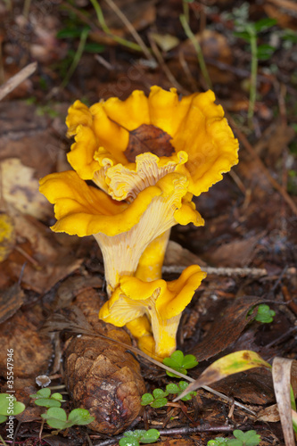 Yellow chanterelles