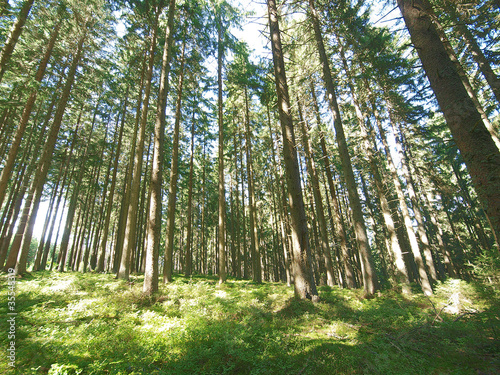 pine forest trees photo