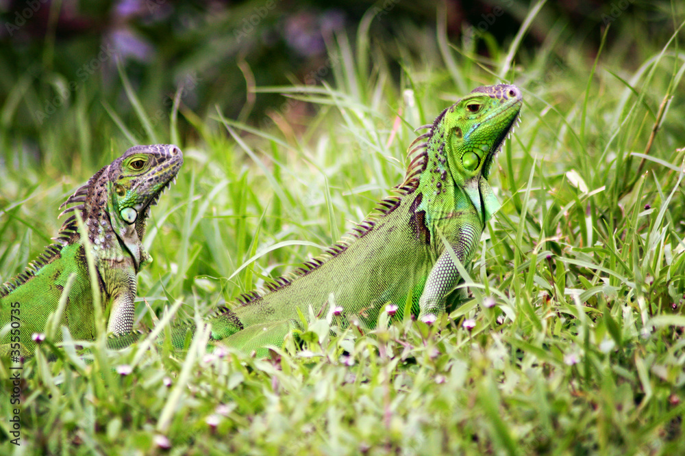 Obraz premium reptiles