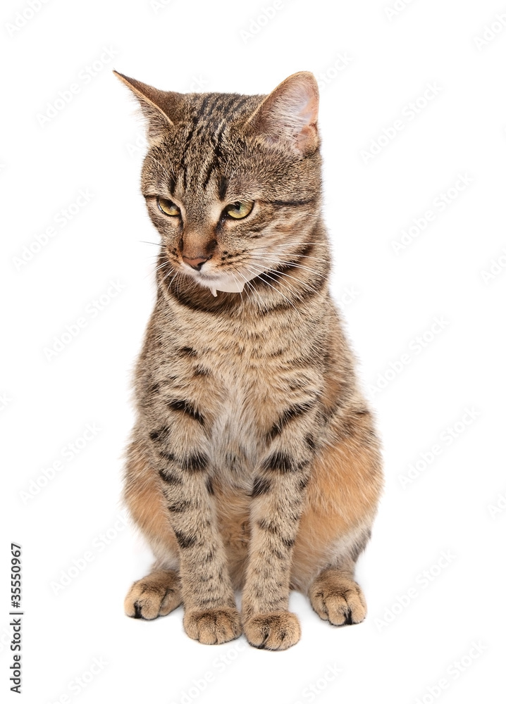 Tabby cat sits on white background