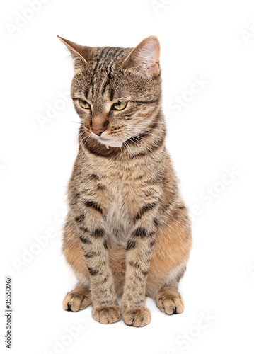 Tabby cat sits on white background