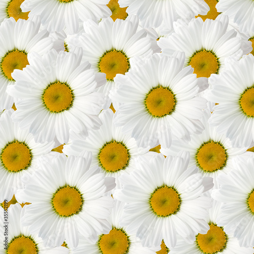 Camomile with beautiful white leaves