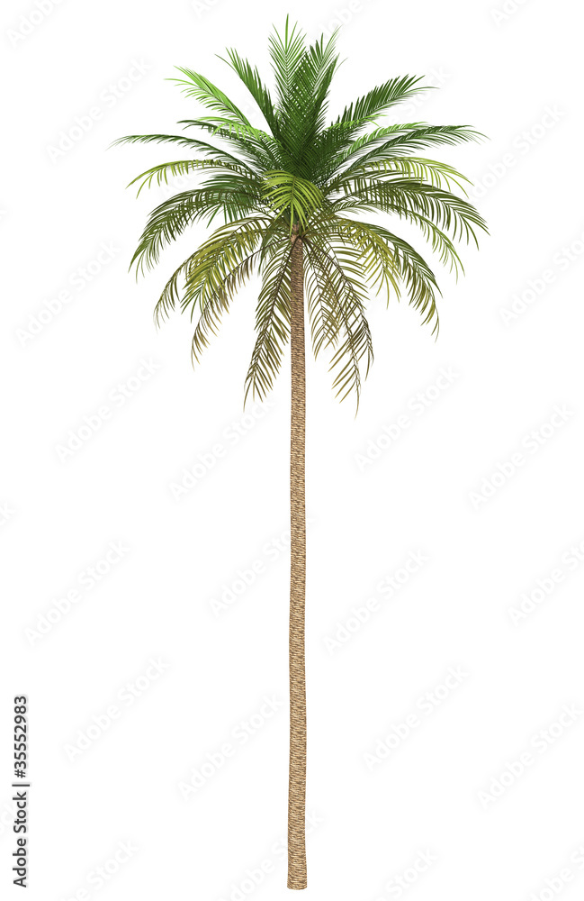 Naklejka premium date palm tree isolated on white background