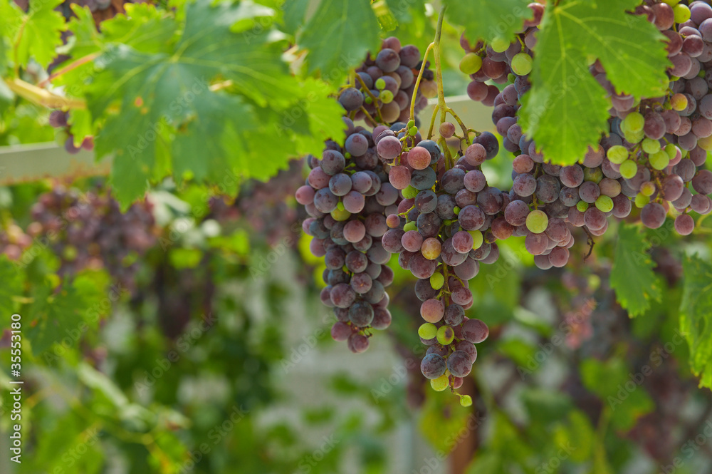 Grapes cluster, horizontal, outdoors