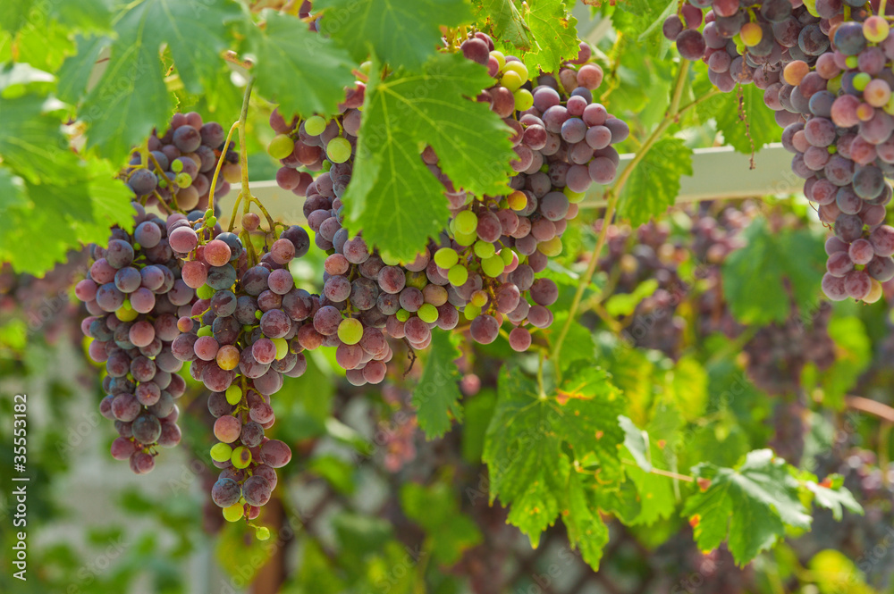 Grapes cluster, horizontal, outdoors