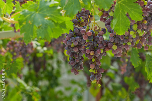 Wallpaper Mural Grapes cluster, horizontal, outdoors Torontodigital.ca