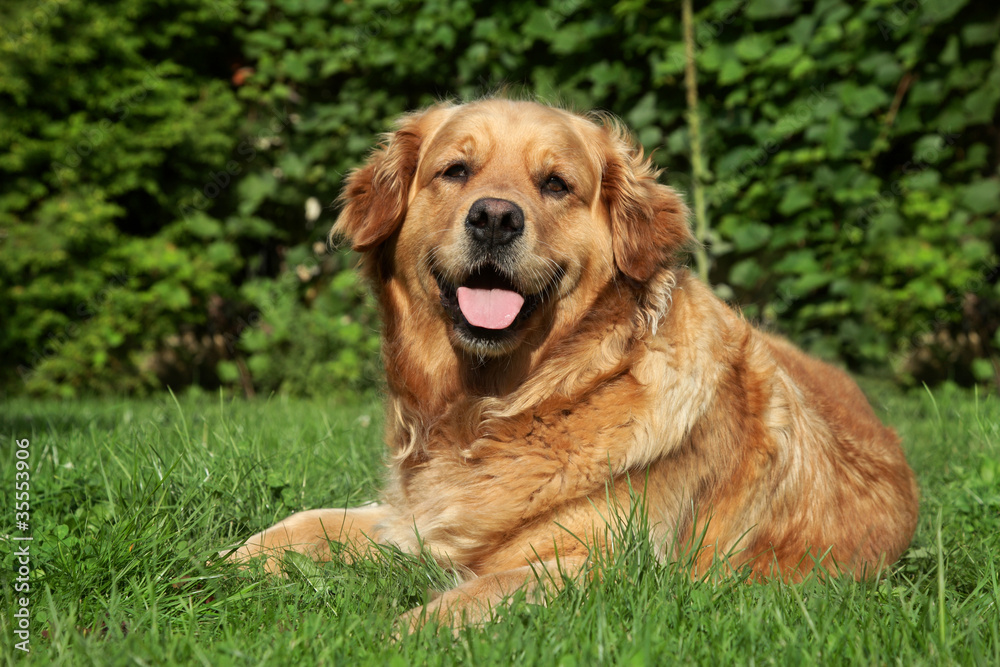 Golden Retriever lying on grass Golden Retriever lying on grass