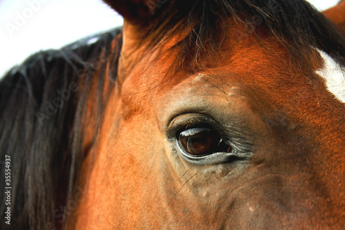 horse close up