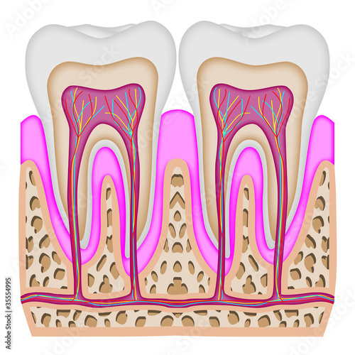 The intersection of the tooth