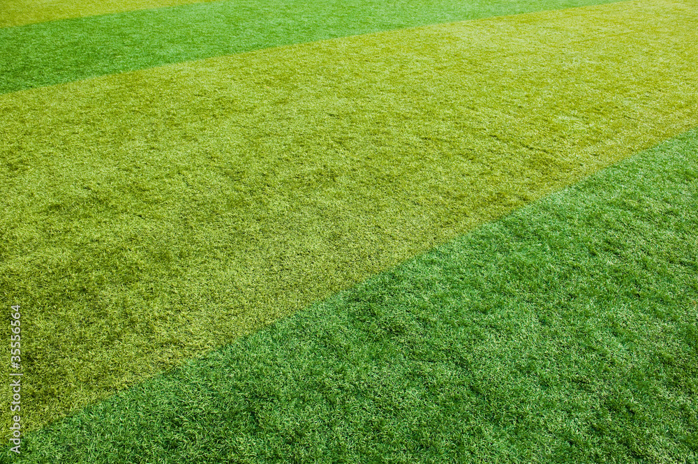 Fototapeta premium green grass texture