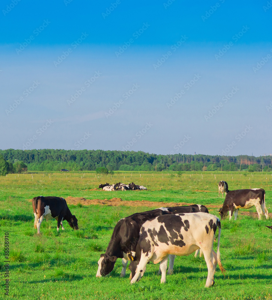 Village Cows On a meadow
