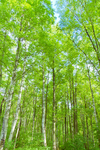 Fototapeta Naklejka Na Ścianę i Meble -  Branches Background Trees