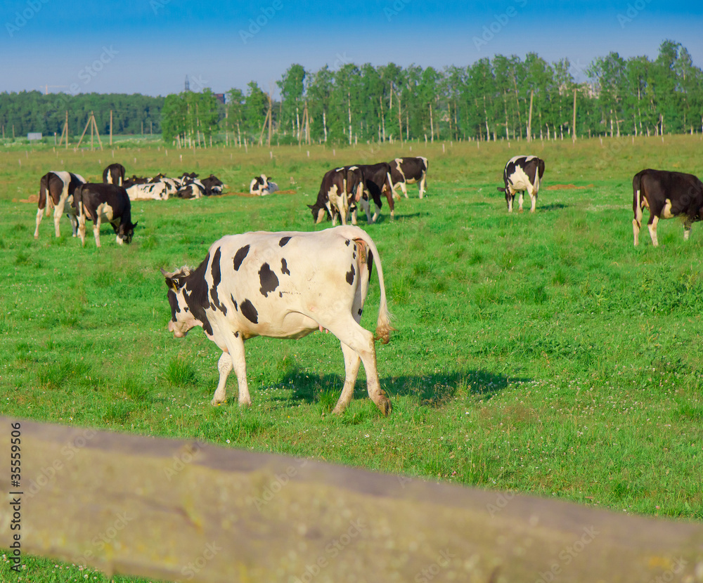 On a meadow Grazing Producing Milk