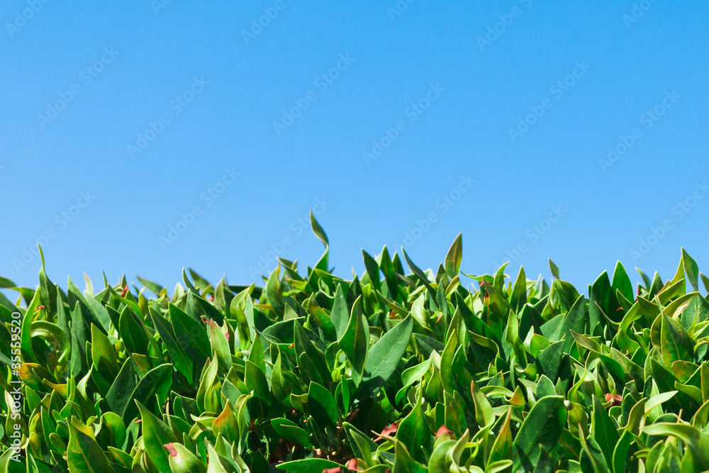 Green Leaves Green Leaves