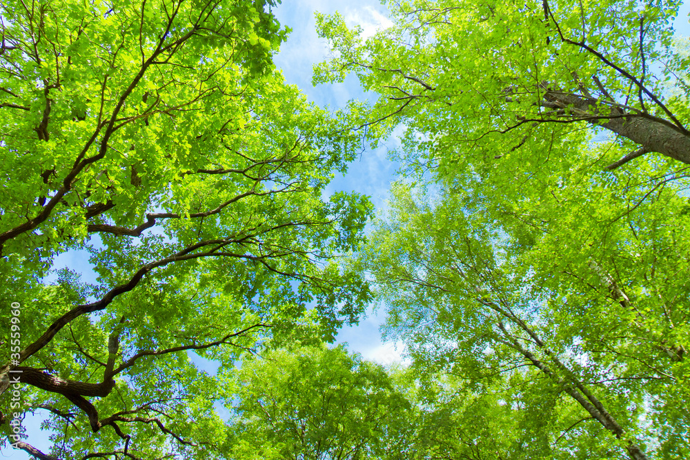 Natural Background Deep in a Park Summer Hight