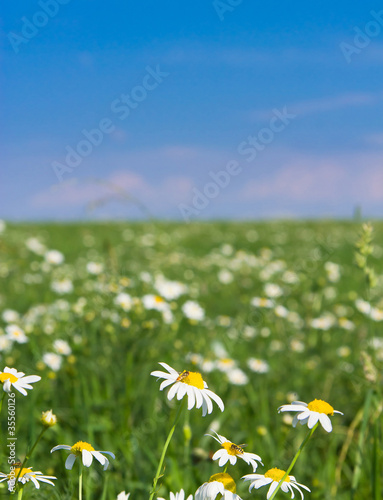 Blossoms of Daisies Field Decorated Flowers Blooming