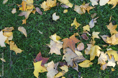 Autumn background