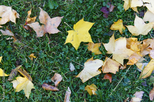 Autumn leaves on green grass