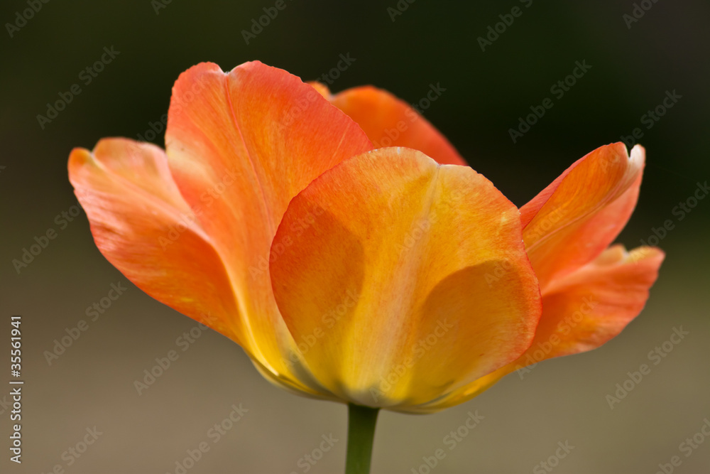 Orange tulip macro