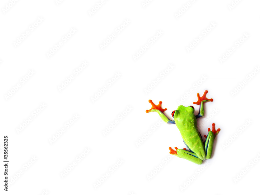 Obraz premium Rotaugenlaubfrosch 97, Agalychnis callidryas