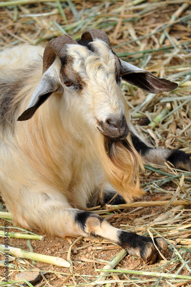 Fototapeta premium Goat