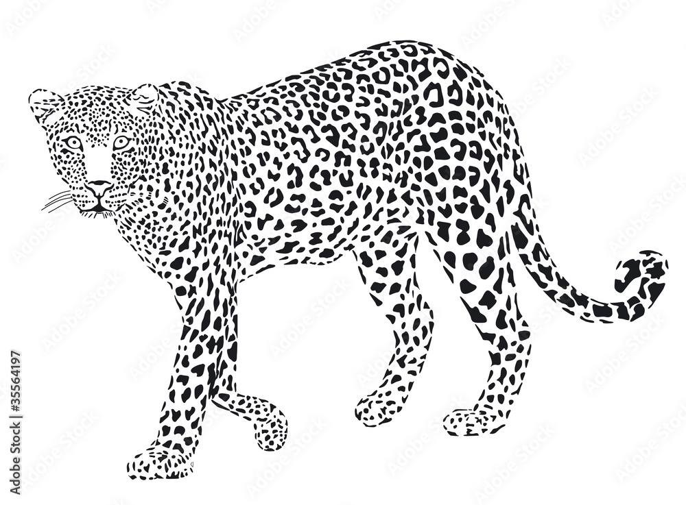 Obraz premium Leopard schwarz weiss