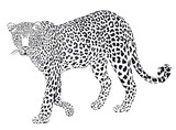 Leopard schwarz weiss