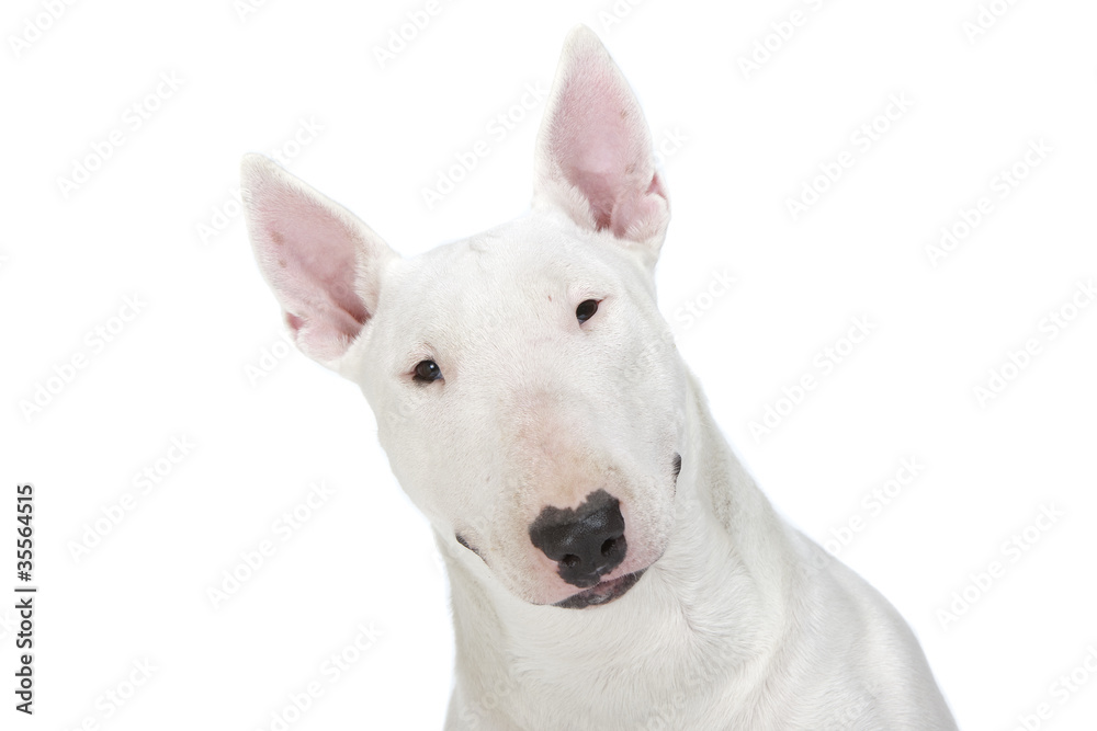 portrait en gros plan du bull terrier portrait en gros plan du bull terrier