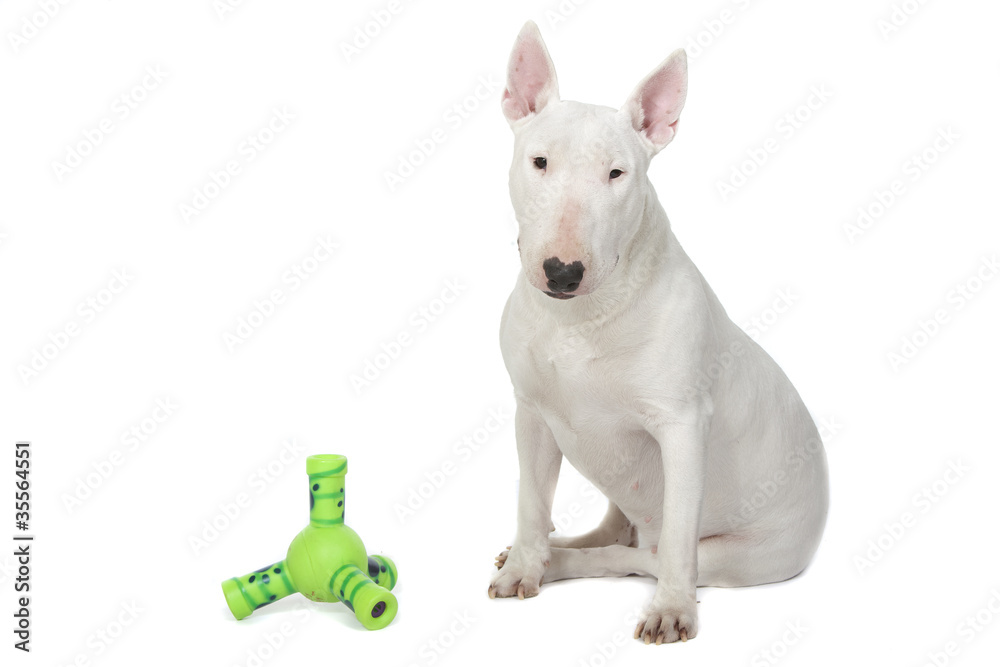 bull terrier assis devant son jouet en forme de sex toy