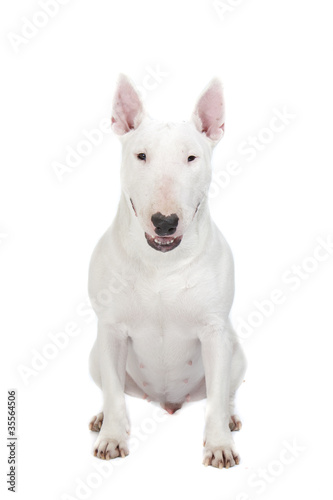 strong bull terrier