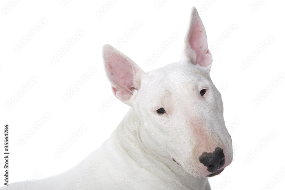 expression typique du bull terrier expression typique du bull terrier