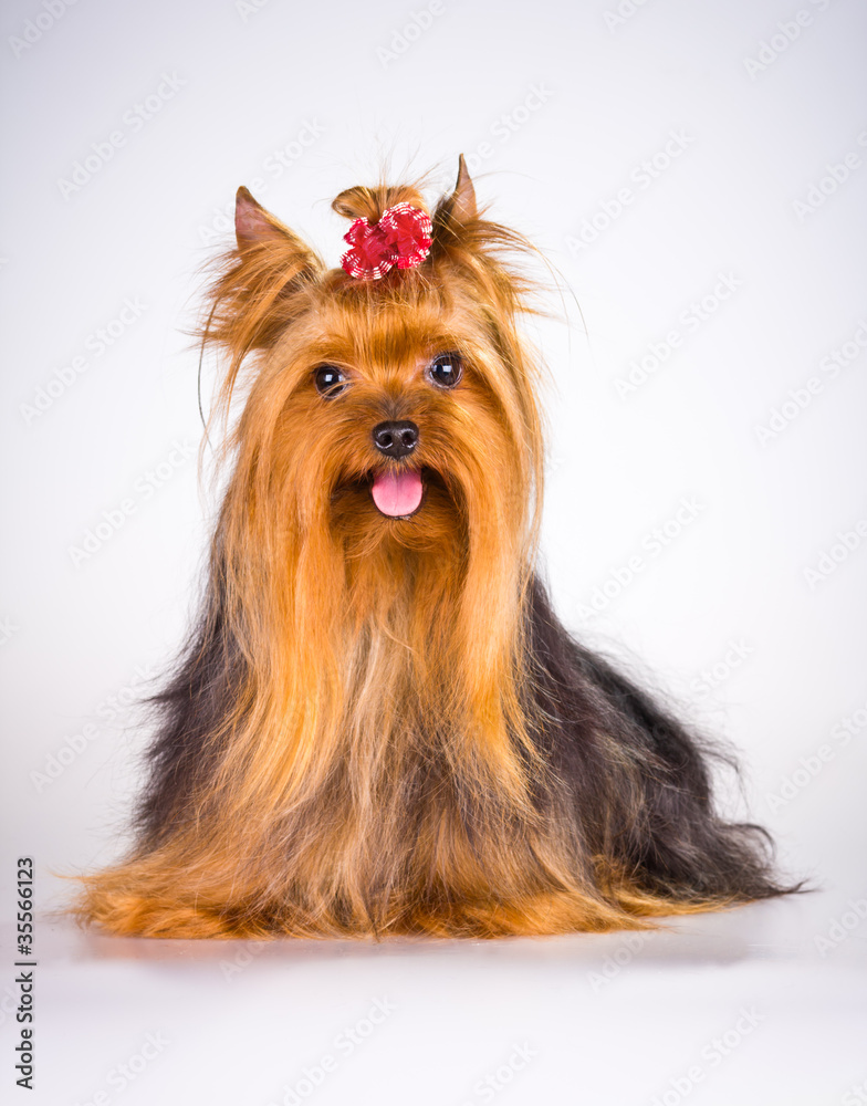 Naklejka premium Yorkshire Terrier