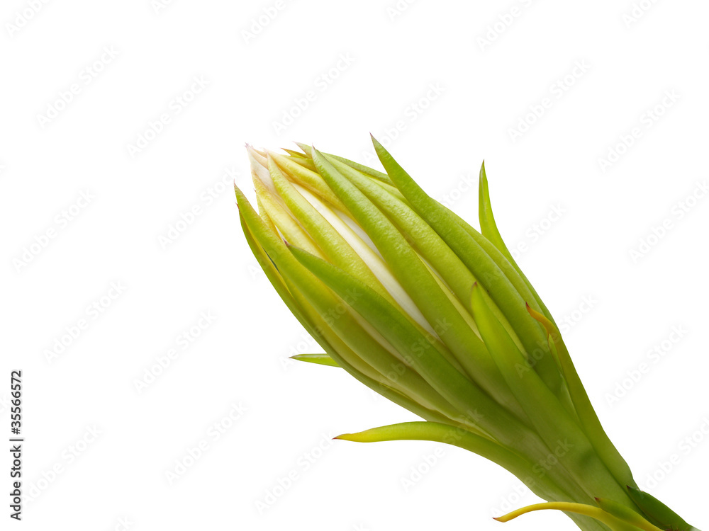 Dragon fruit flower bud Dragon fruit flower bud