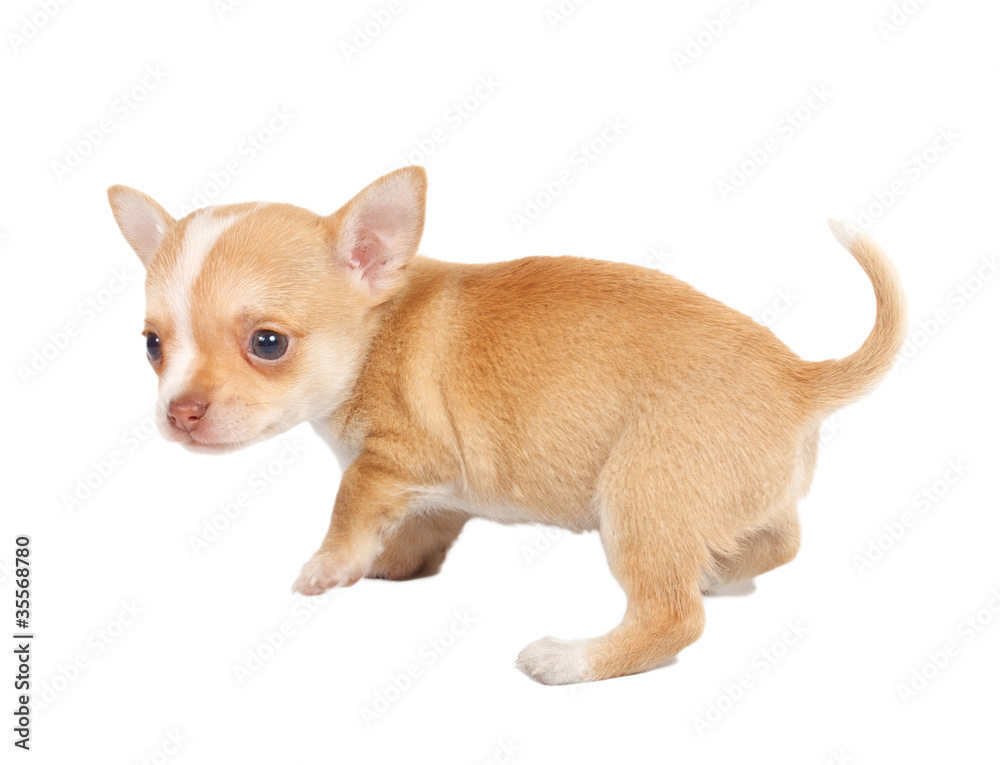 portrait of a cute purebred puppy chihuahua in front of white ba