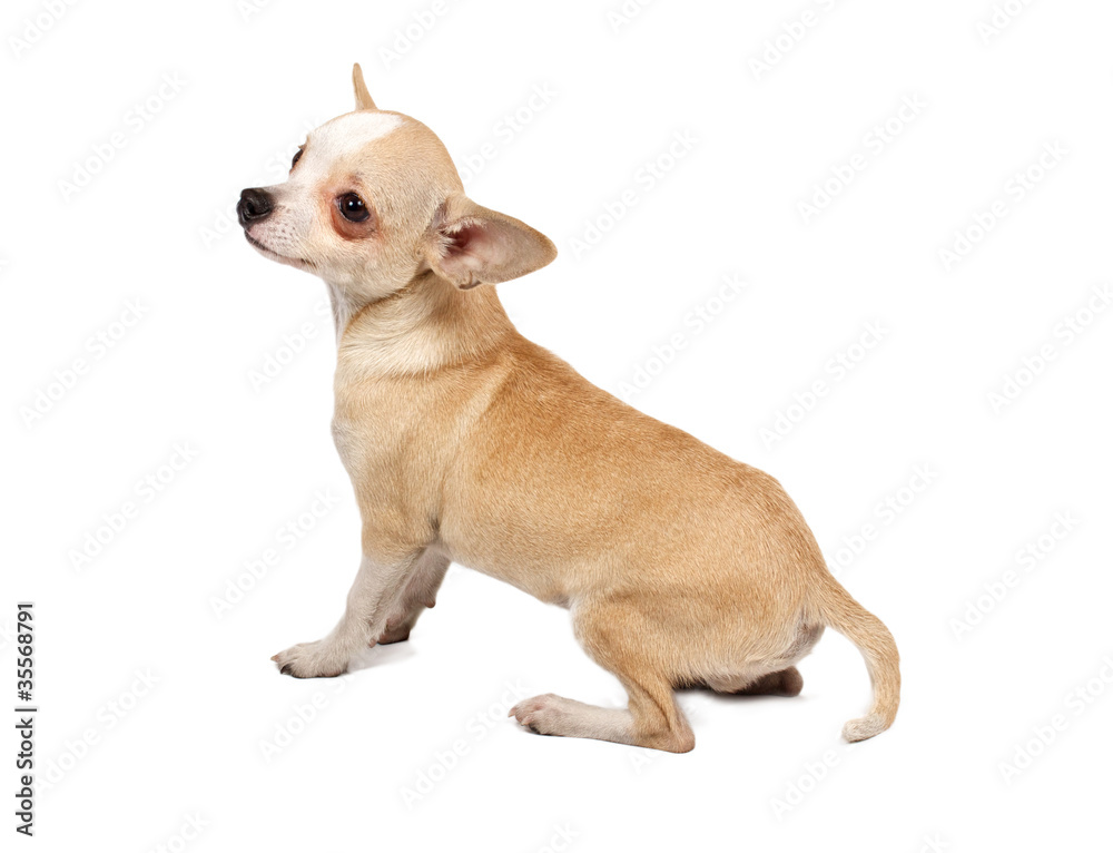 portrait of a cute purebred puppy chihuahua in front of white ba