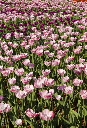 Pink tulips