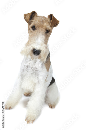 Fototapeta Naklejka Na Ścianę i Meble -  fox terrier assis très droit
