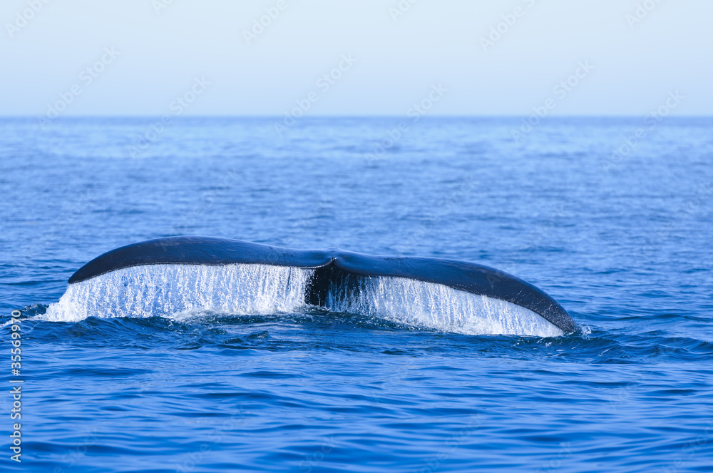 Naklejka premium Wieloryb biskajski północnoatlantycki