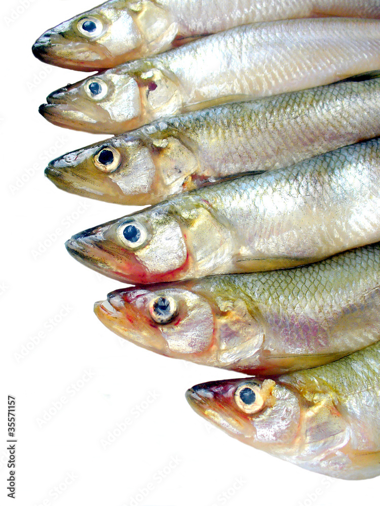 small fish (smelts) on white background